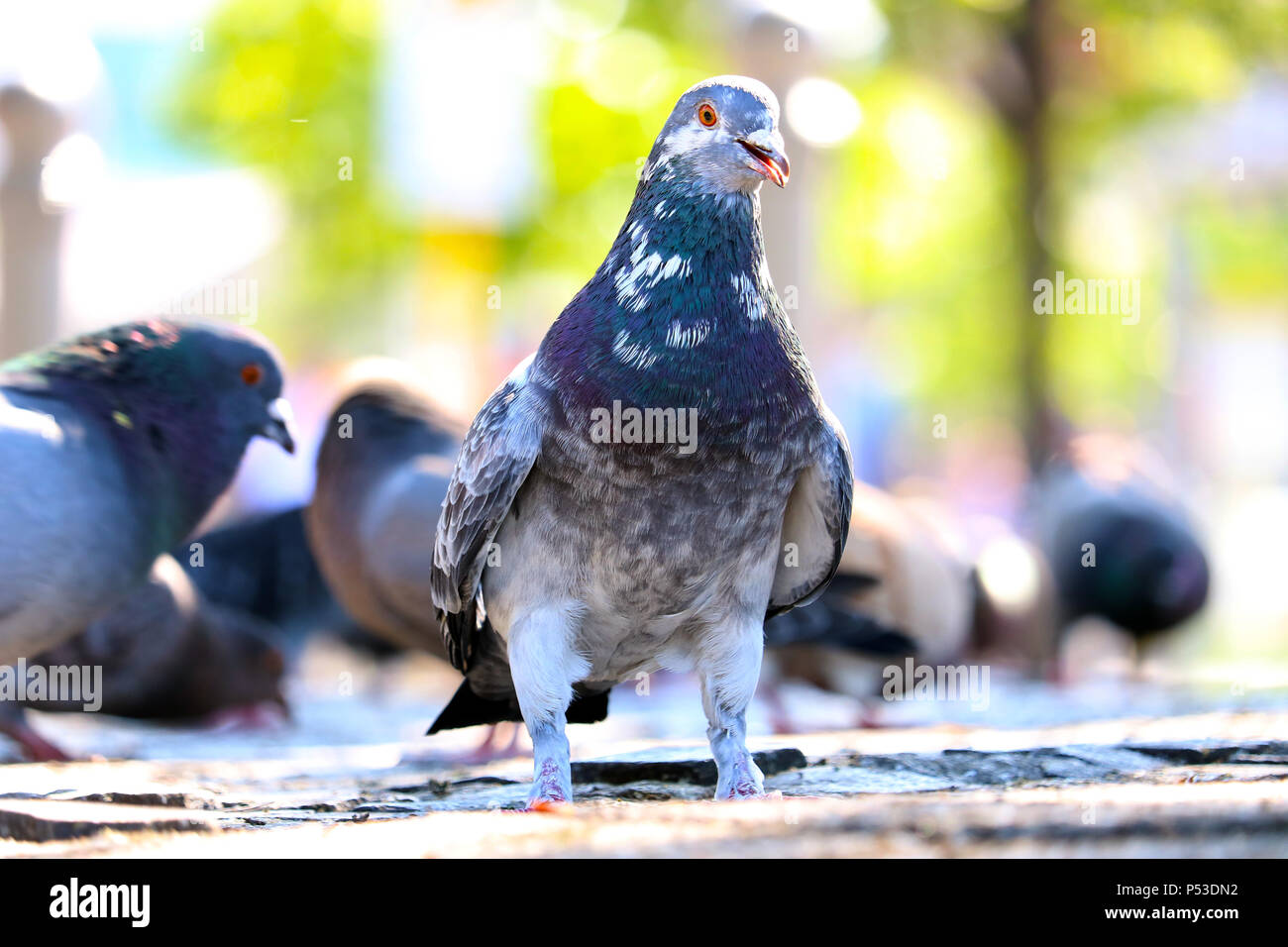 Pigeon biset (Columba livia domestica) en vue frontale assis sur les pavés, en face d'un groupe de pigeons floue à Berlin Banque D'Images