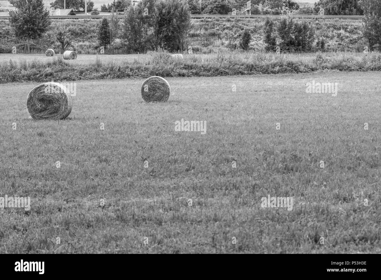 Paysage de campagne avec des bottes de foin Banque D'Images