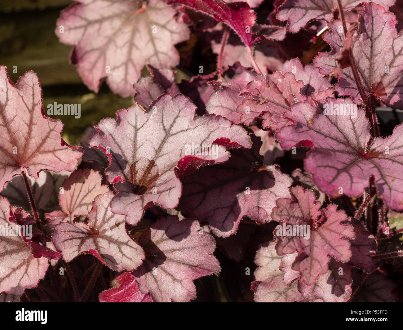 Feuillage persistant rouge et argent de l'astilbe vivace à feuilles persistantes, Heuchera 'Berry' (petite série Cutie) Banque D'Images