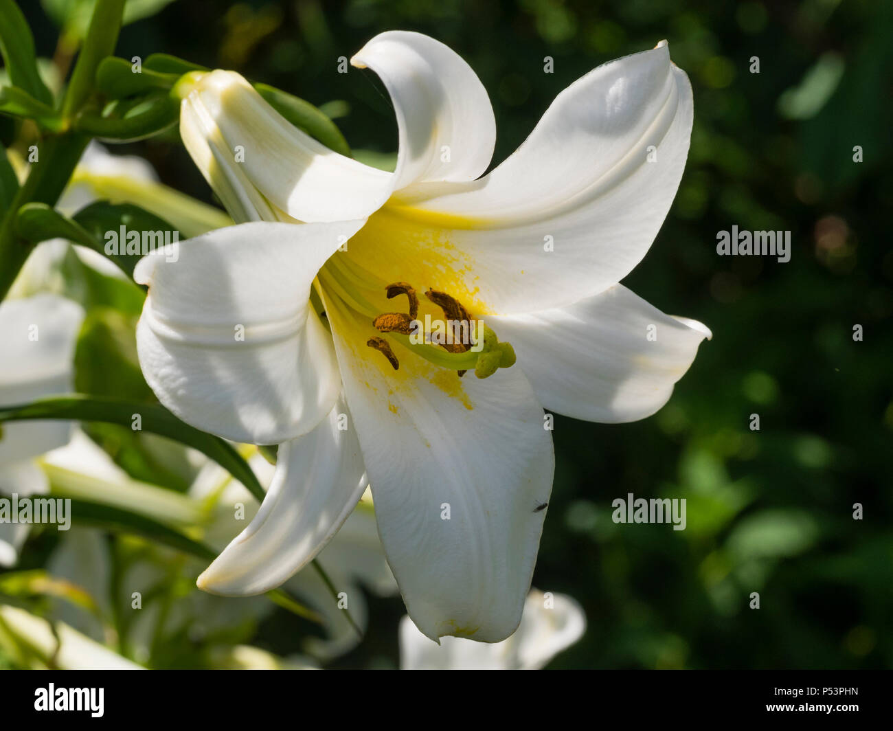L'été, blanc pour la floraison, de la trompette, lily Lilium regale regal 'Album' Banque D'Images
