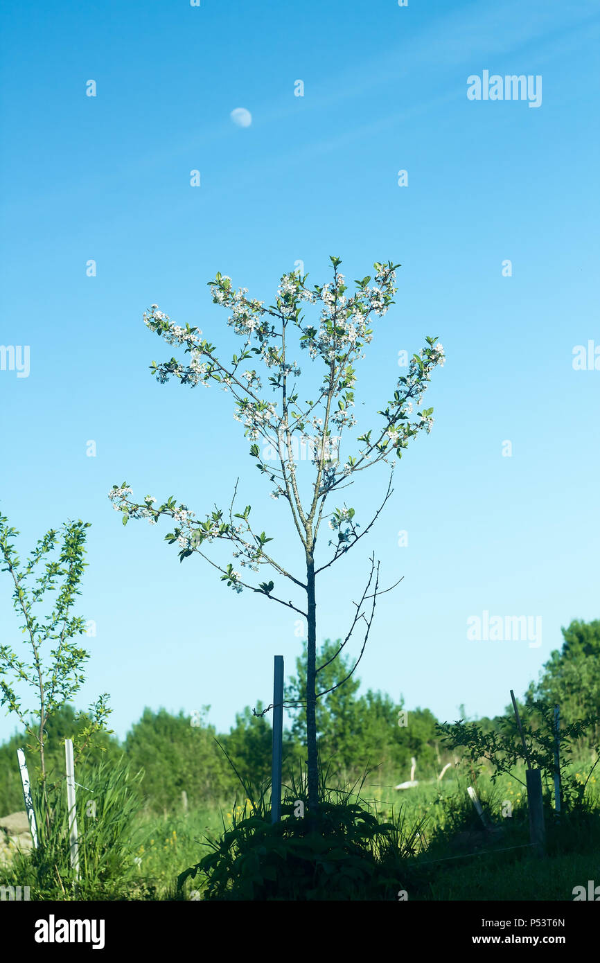 Un cerisier et une lune croissante dans le jardin Banque D'Images