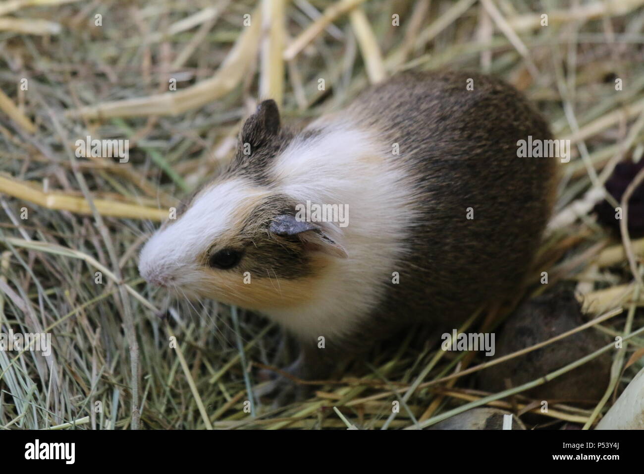 - Cobaye Cavia porcellus Banque D'Images