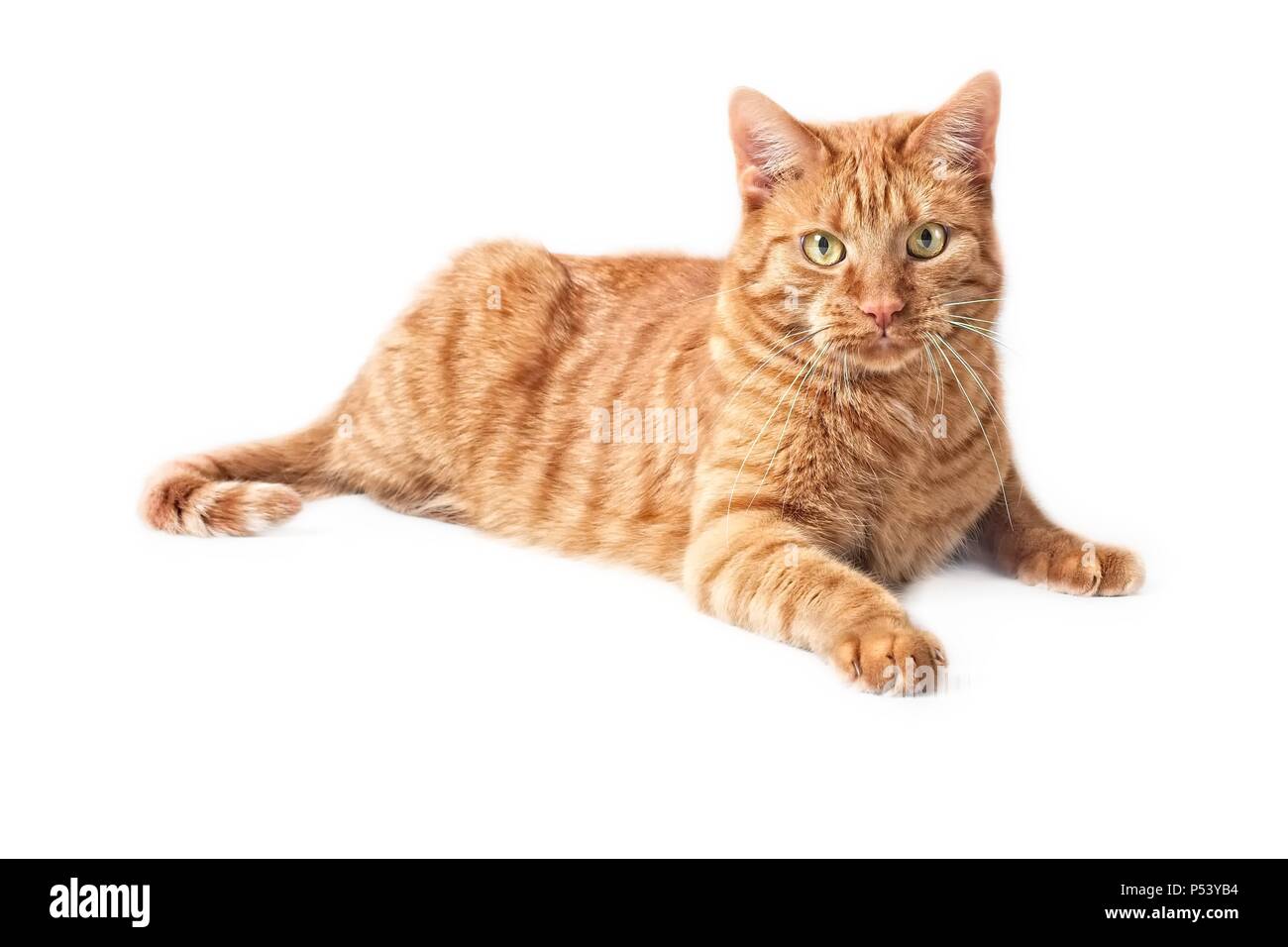 Gingembre Cute cat allongé sur le sol - isolé sur fond blanc. Banque D'Images