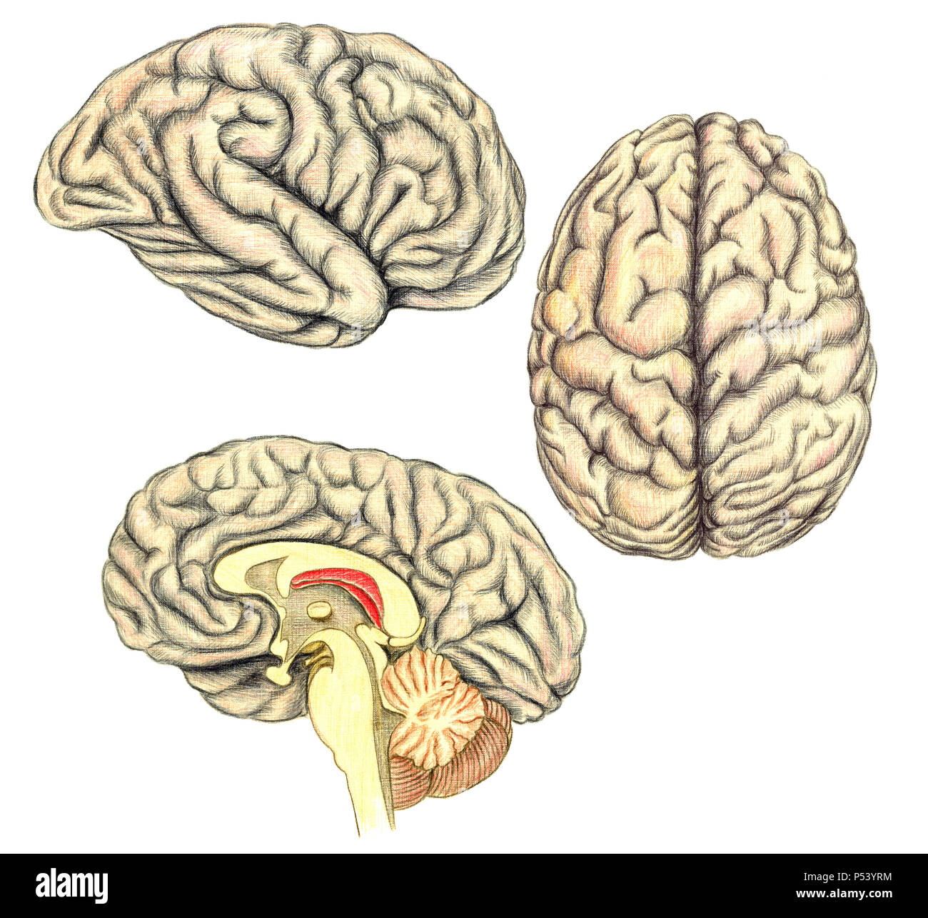 Cerveau humain vue latérale, vue de dessus et vue à travers une incision mi-ligne montrant la matière blanche du corps calleux, illustration médicale Banque D'Images