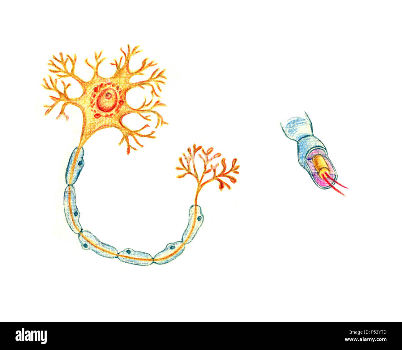 Structure d'un neurone typique, hand drawn illustration médicale, crayons de couleur dessin avec l'imitation de la lithographie Banque D'Images