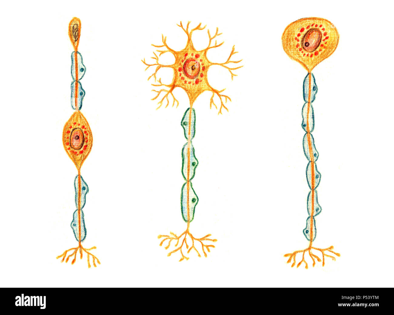 Différents types de neurones : neurone bipolaire, unipolaire neurone multipolaire, neurone, hand drawn illustration médicale, crayons de couleur dessin avec l'imitation Banque D'Images