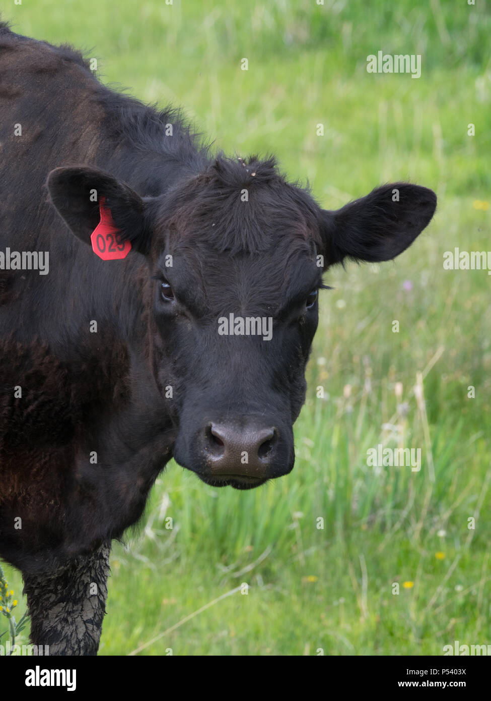 Close up of a Black Angus ou vache Aberdeen Angus regardant la caméra. Seulement sa tête, épaules et une partie de sa patte avant sont vus. Peu de profondeur d'Epe Banque D'Images