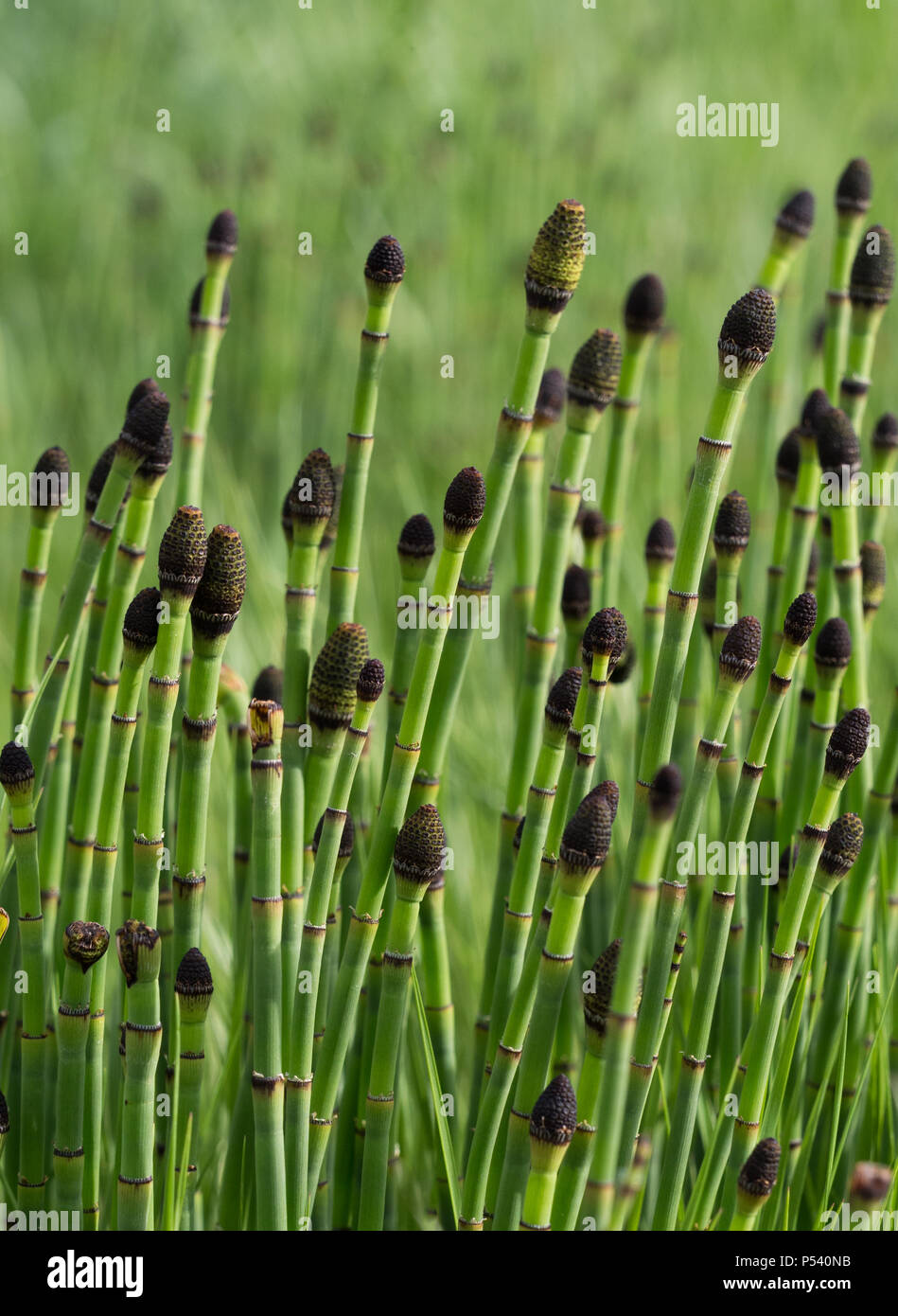 Gros plan d'une prêle verte, snake ou puzzletail l'herbe, un fossile vivant, Equisetum. Banque D'Images