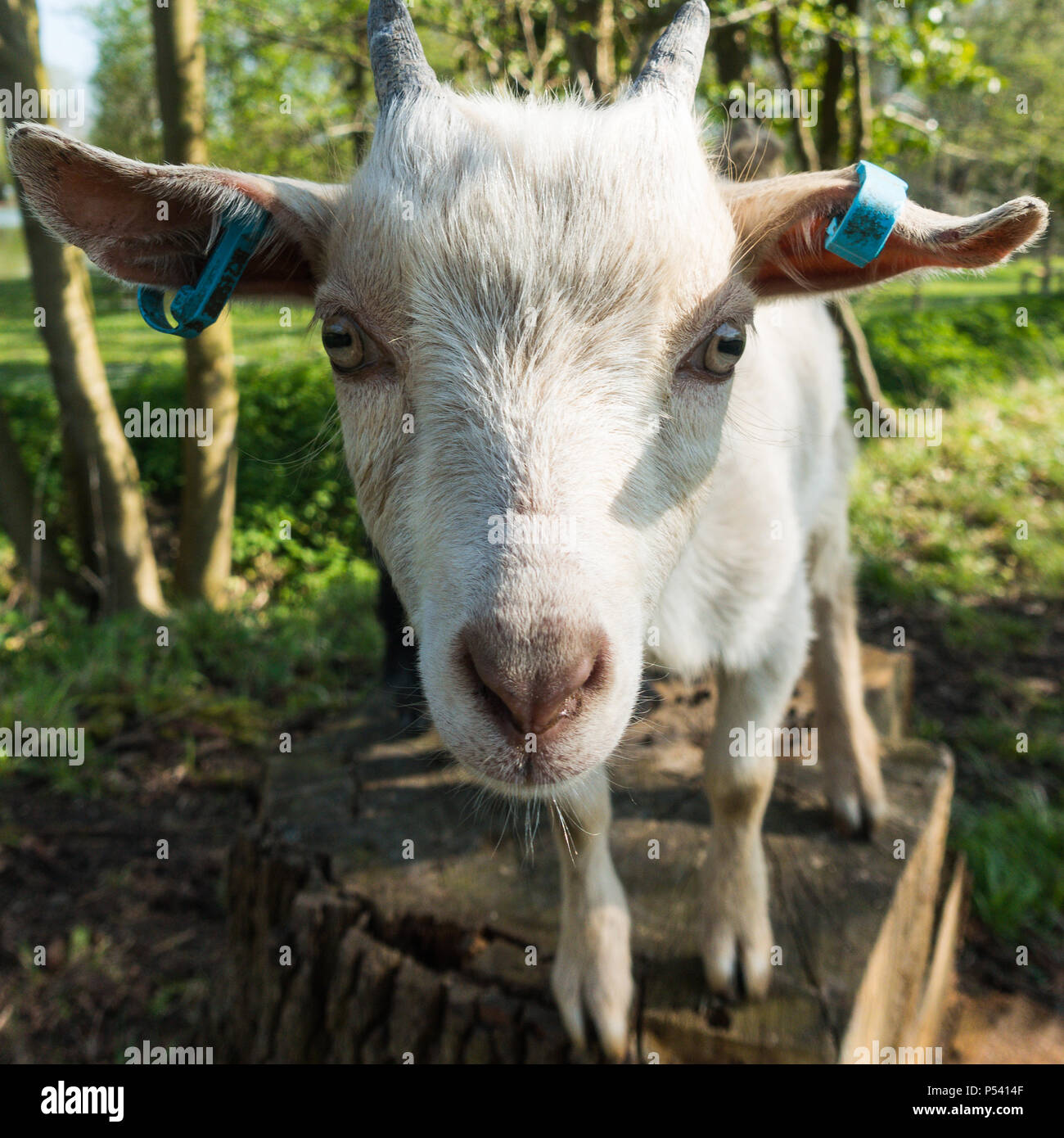 Close up face de chèvre pygmée africaine portant des étiquettes d'oreilles debout sur une souche en bois Banque D'Images