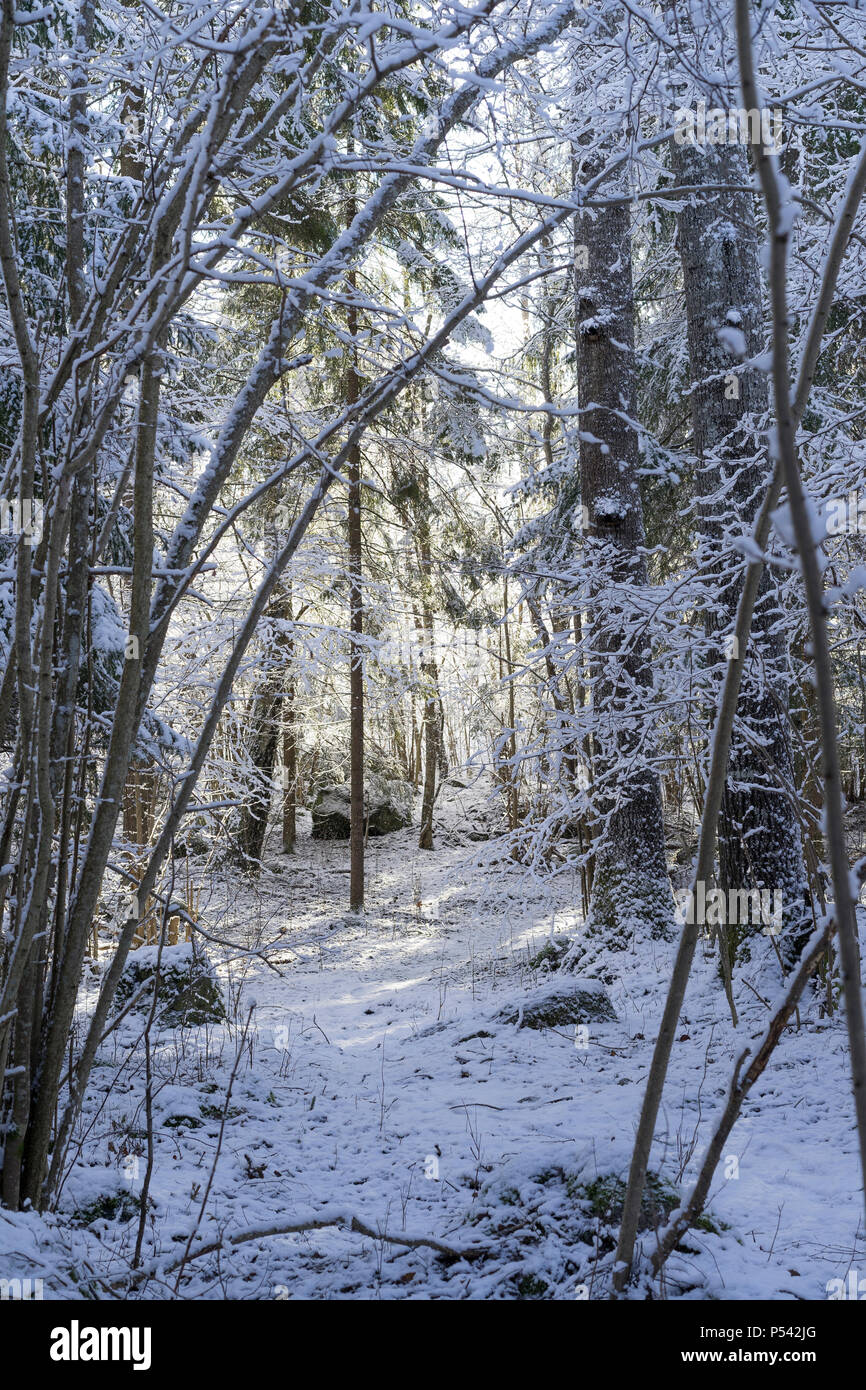 Paysage D Hiver Suedois La Belle Nature Et Paysage En Scandinavie Europe Nice En Plein Air Libre De Droit A Partir De La Suede Calme Paisible Et Heureux Photo Stock Alamy