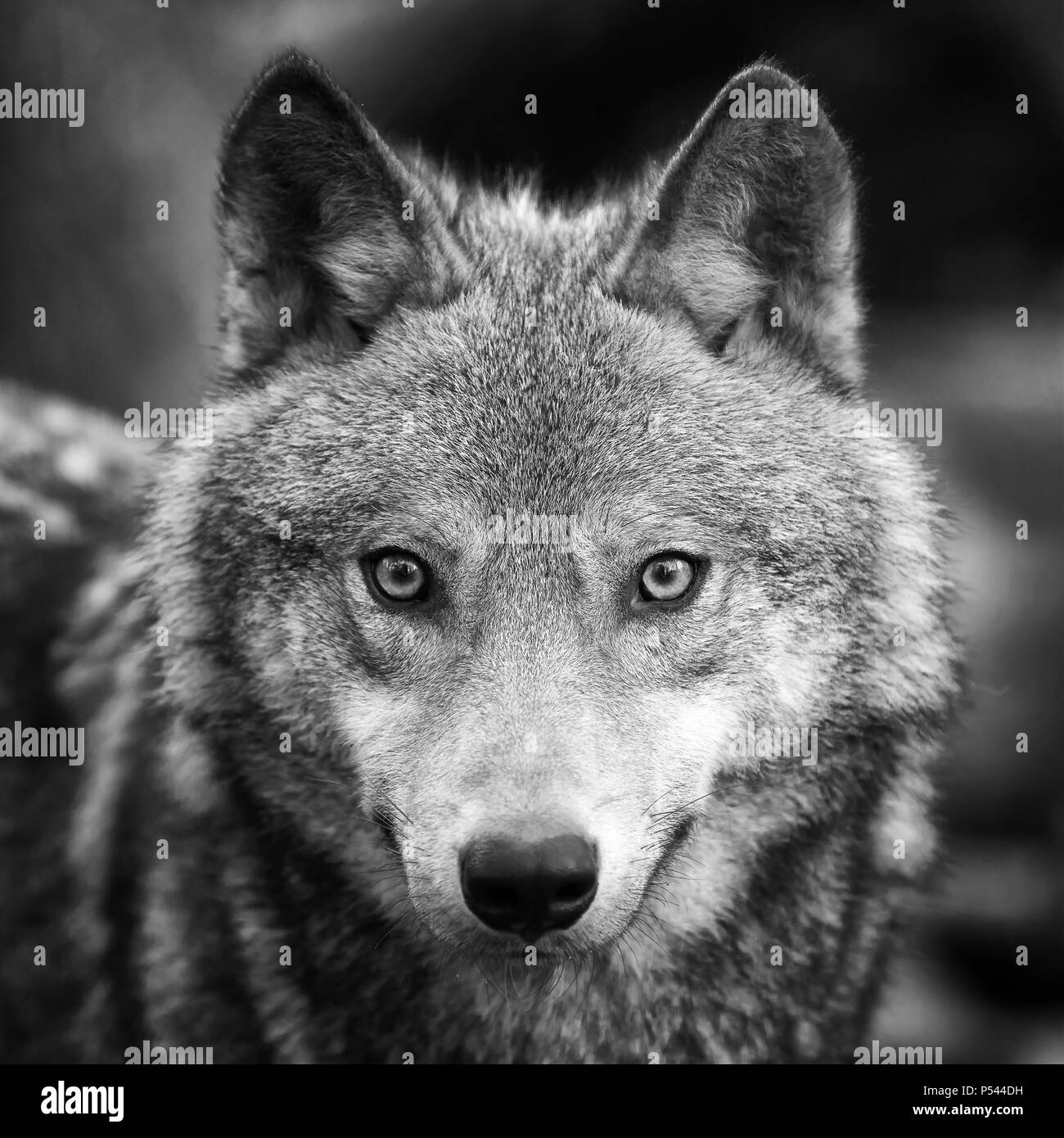Timber Wolf portrait dans la forêt Banque D'Images