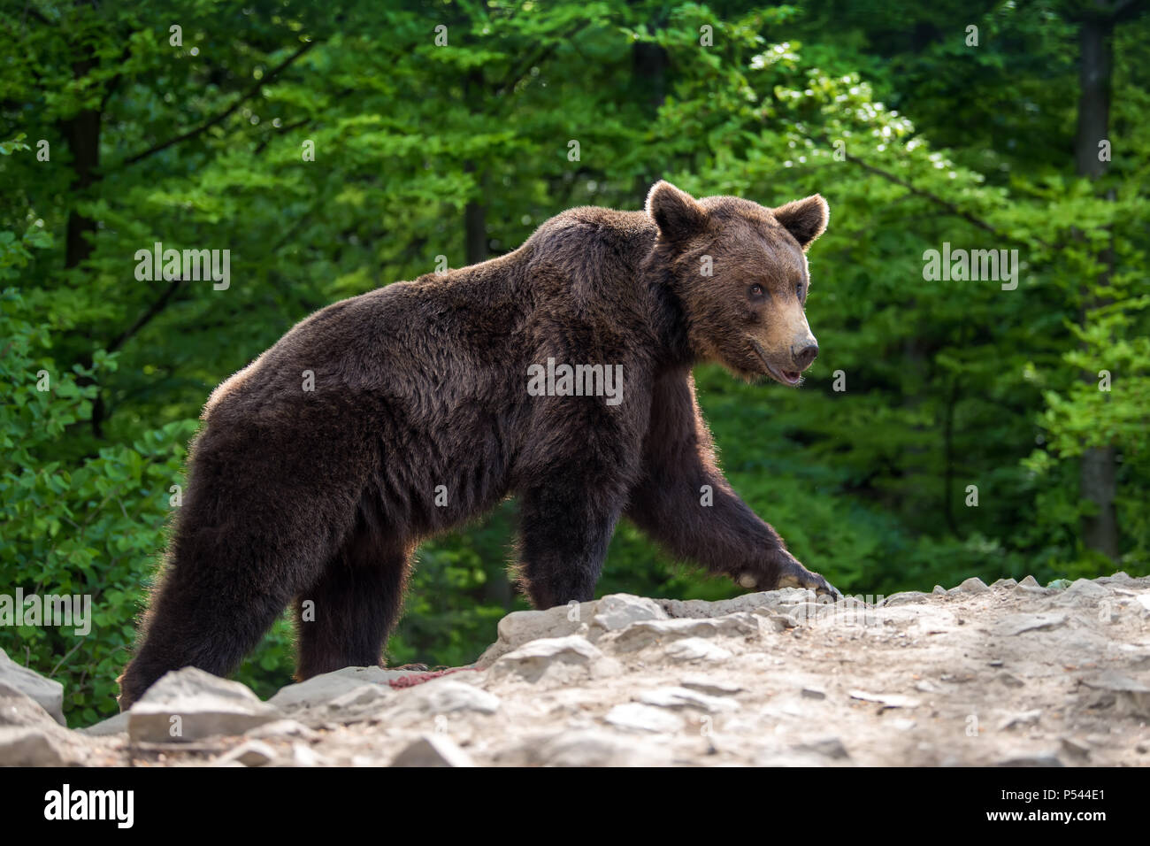 Ours brun européen dans une forêt. Animal sauvage dans la nature habitat Banque D'Images