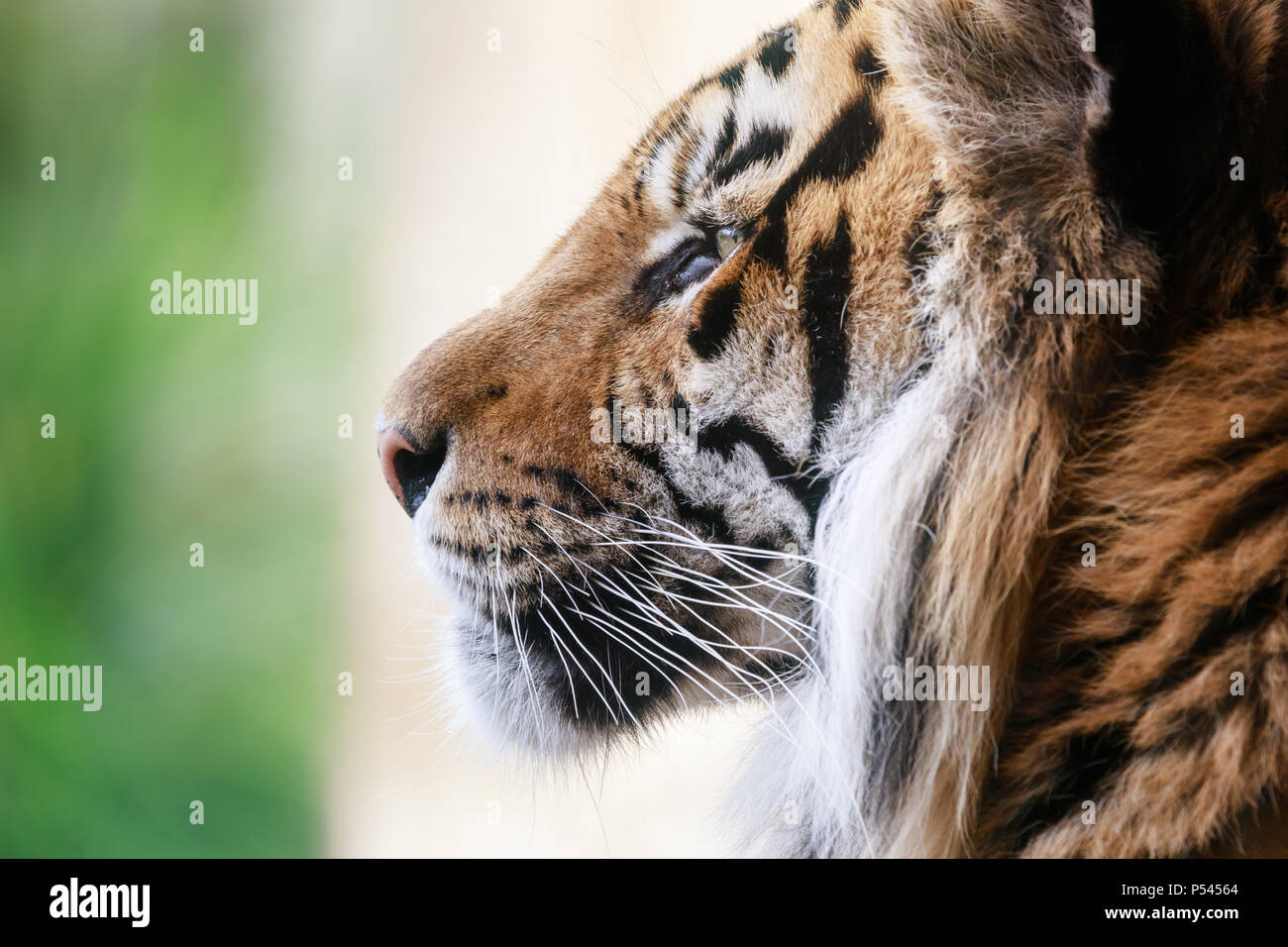 Close up portrait of a male tigre de Sumatra, Jae Jae Banque D'Images