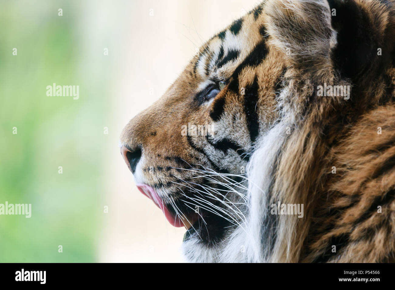 Close up portrait of a male tigre de Sumatra, Jae Jae Banque D'Images