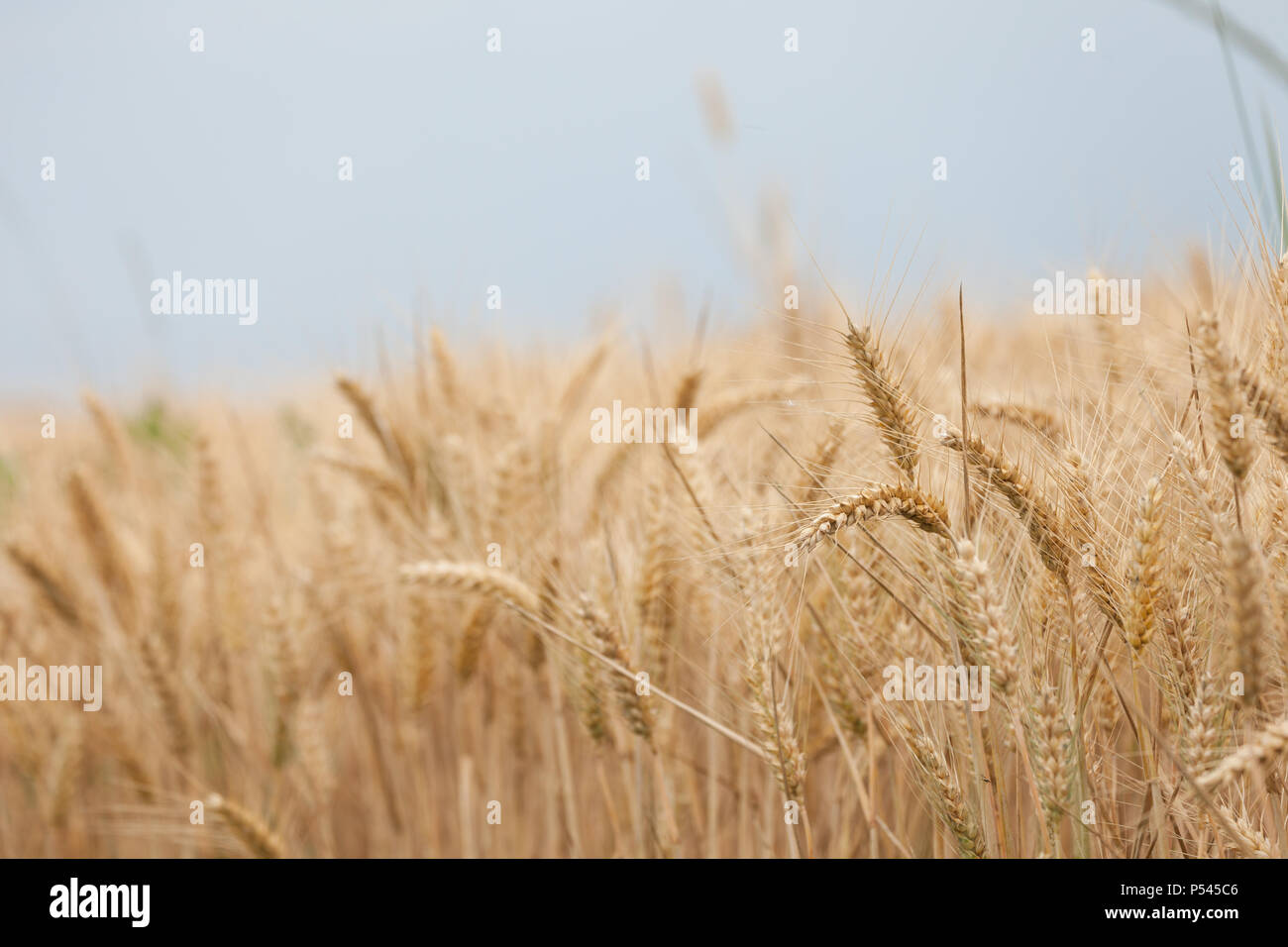 Close up sur les épis de blé mûrs sur fois en milieu Juin Banque D'Images