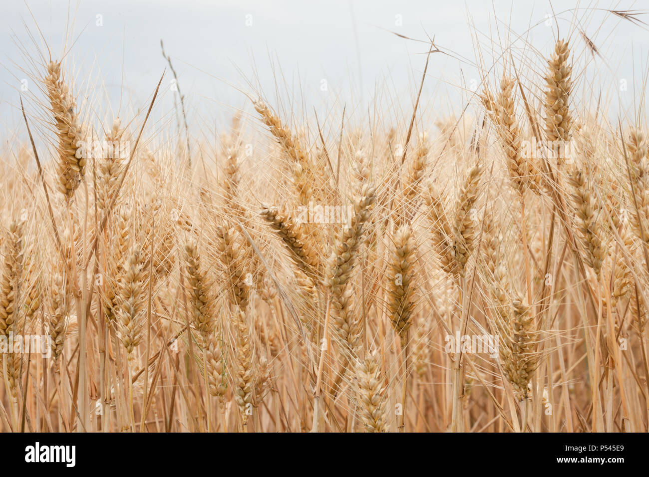 Close up sur les épis de blé mûrs sur fois en milieu Juin Banque D'Images