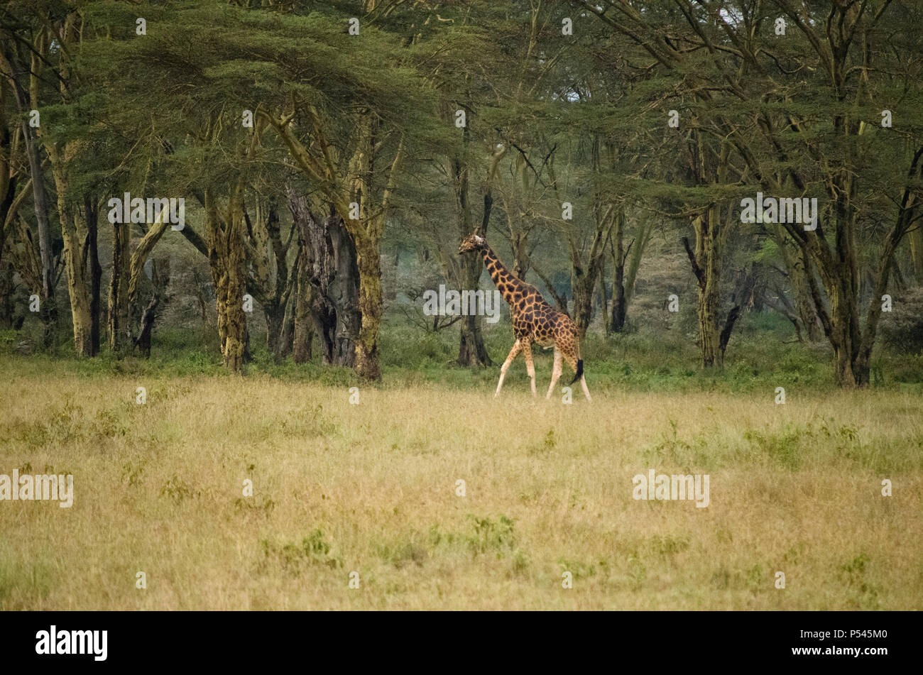 Balades girafe dans les prairies et des forêts du parc national du lac Nakuru, Kenya, Africa Banque D'Images