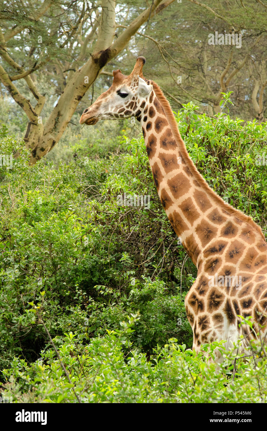 Girafe de près, au milieu de la végétation de parc national du lac Nakuru, Nakuru, Kenya, Africa Banque D'Images