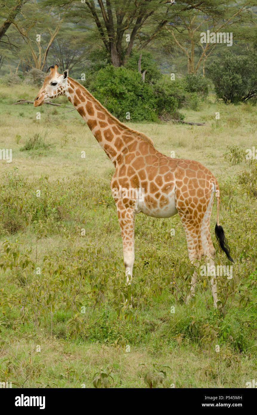 Girafe de près, au milieu de la végétation de parc national du lac Nakuru, Nakuru, Kenya, Africa Banque D'Images