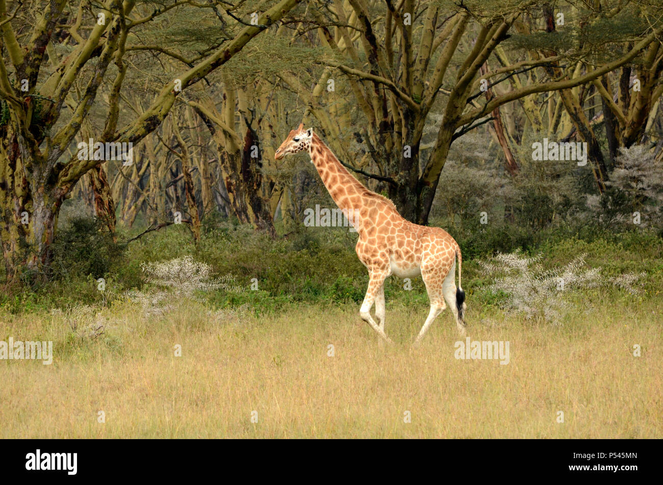 Balades girafe dans les prairies et des forêts du parc national du lac Nakuru, Kenya, Africa Banque D'Images