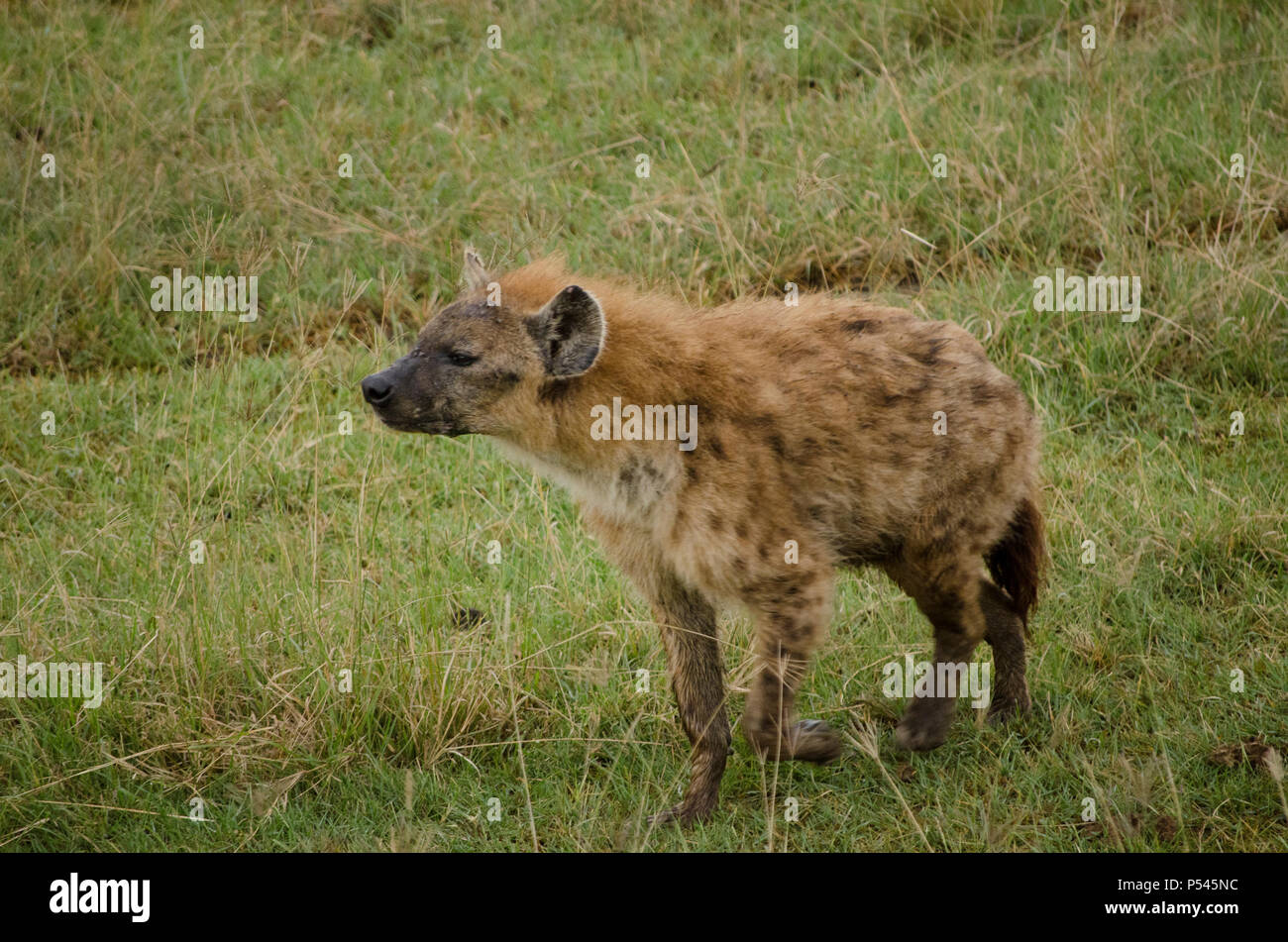 L'hyène tachetée d'errer dans le Parc National de Nakuru de lac, Nakuru, Kenya, Africa Banque D'Images