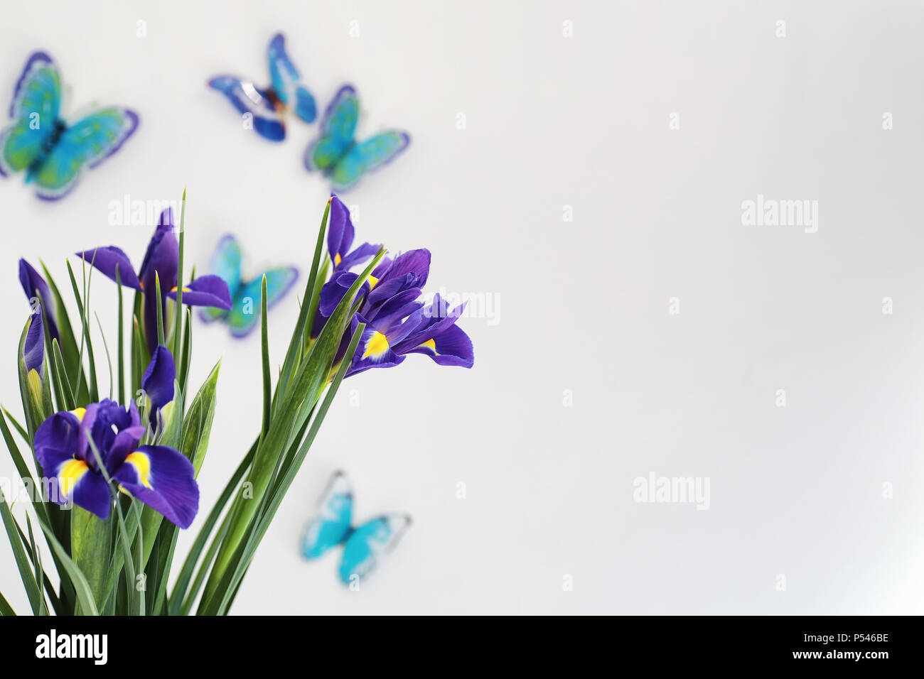 Iris mauve sur un fond blanc avec des papillons Banque D'Images