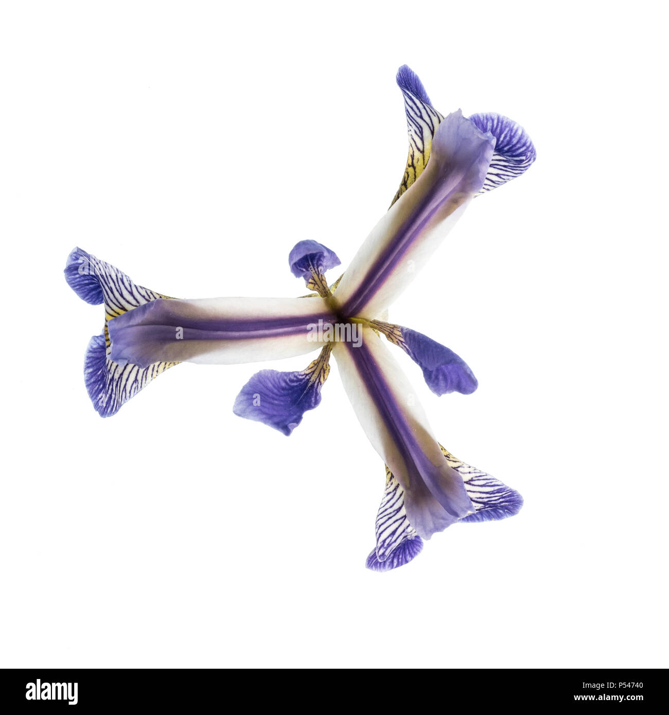 Les frais généraux d'un gros plan d'une fleur d'iris bleu contre un arrière-plan blanc coupé Banque D'Images