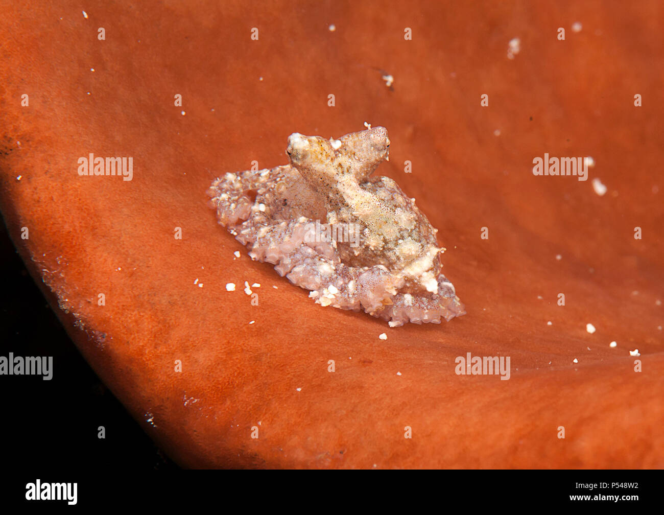 White-V octopus (Abdopus sp.) reposant sur des juvéniles de récifs du Détroit de Lembeh Banque D'Images