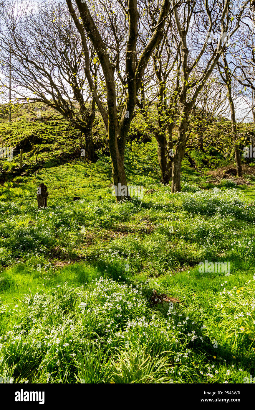 Le plancher de la forêt uniquement sur l'île est tapissée de fleurs d'ail sauvage sur l'île d'Iona Hébrides, Argyll and Bute, Ecosse, Royaume-Uni Banque D'Images