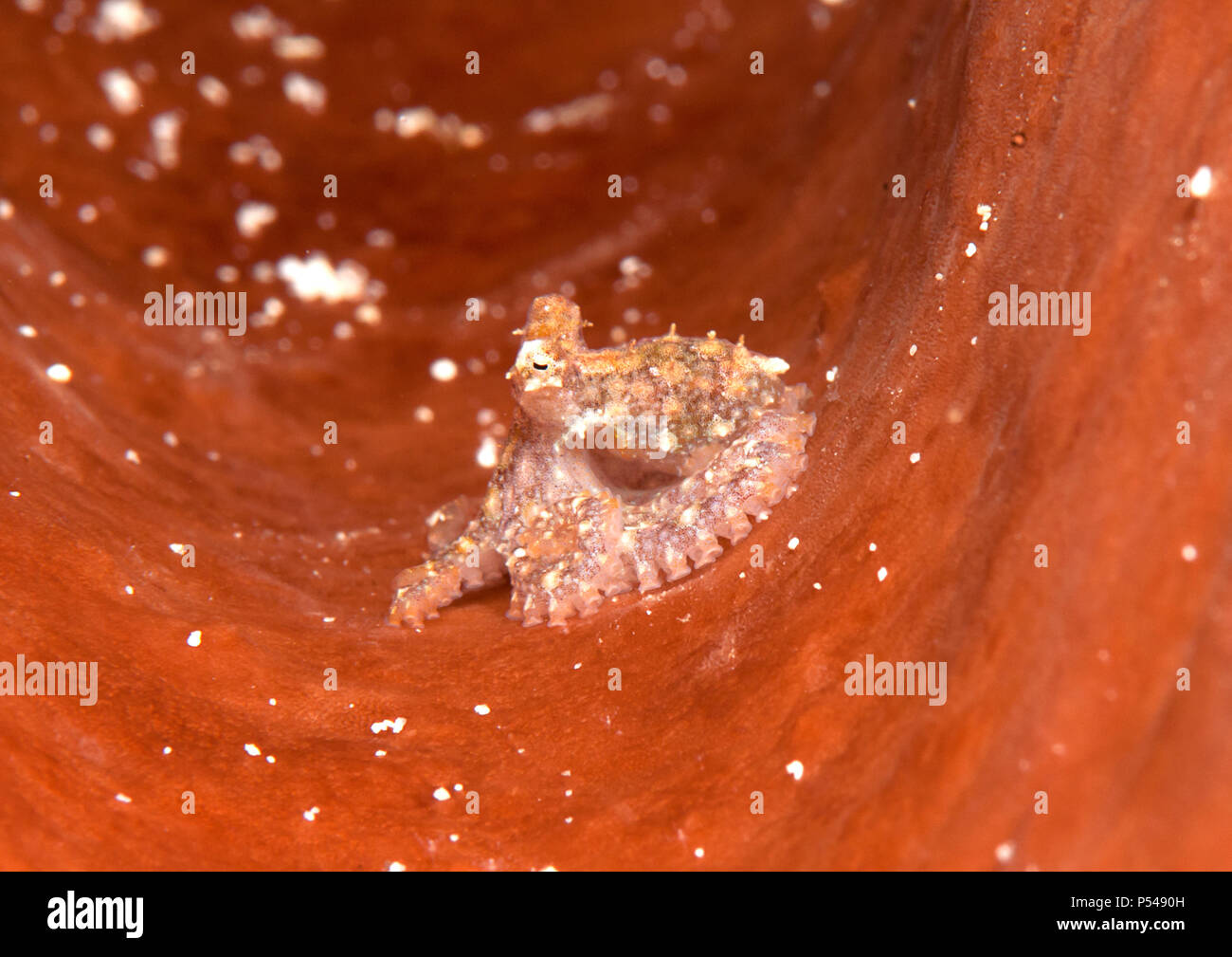 White-V octopus (Abdopus sp.) reposant sur des juvéniles de récifs du Détroit de Lembeh Banque D'Images