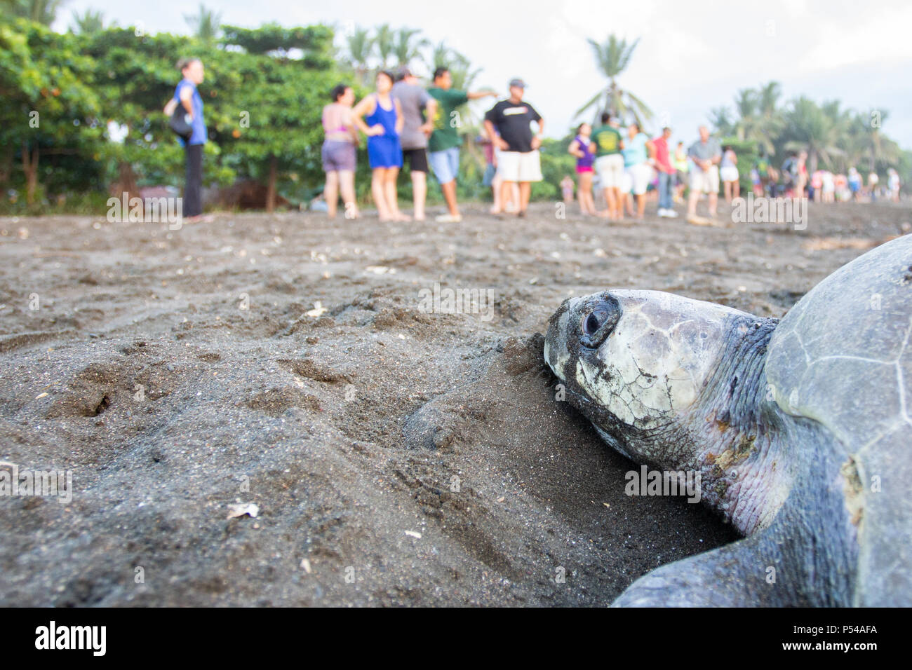 Un de tortues olivâtres (Lepidochelys olivacea) dans une plage de Costa Rica où a lieu l'éco tourisme Banque D'Images