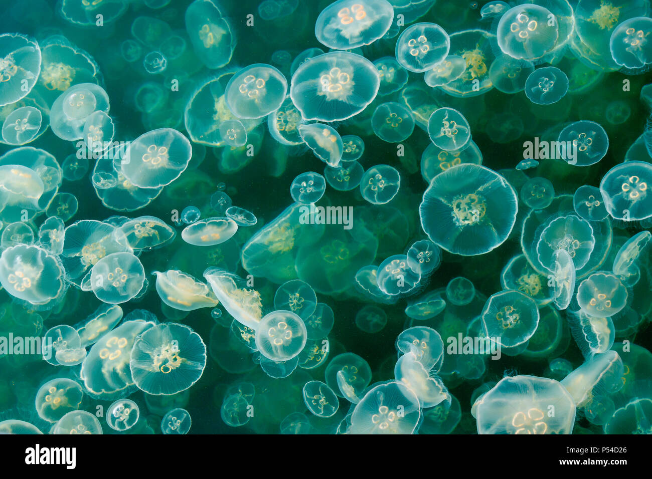 Une floraison dense de lune gelées méduse commune (soucoupe, jelly) flotte parmi le plancton dans une entrée d'côtières à la fin du printemps (Colombie-Britannique). Banque D'Images