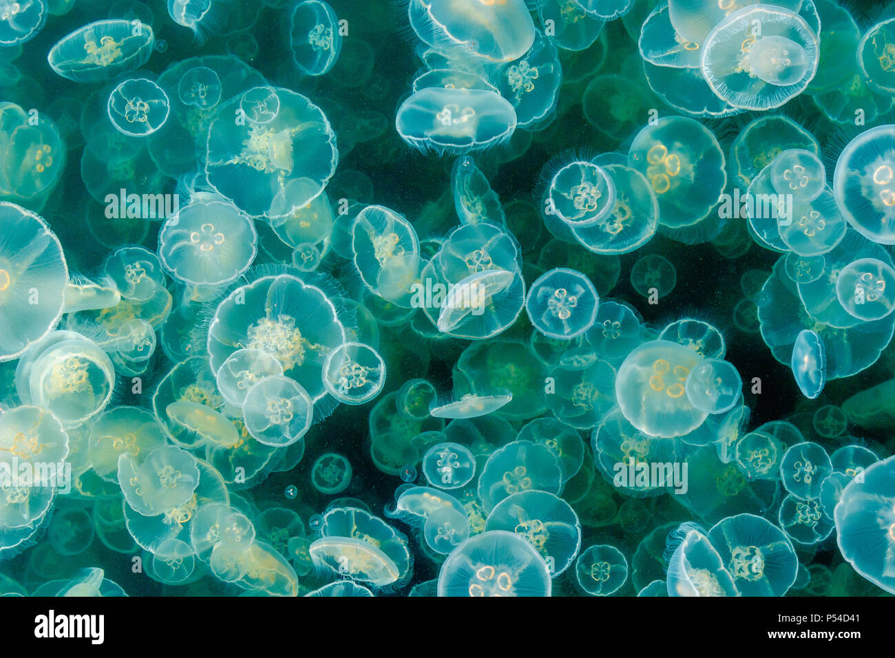 Une floraison dense de lune gelées méduse commune (soucoupe, jelly) flotte parmi le plancton dans une entrée d'côtières à la fin du printemps (Colombie-Britannique). Banque D'Images