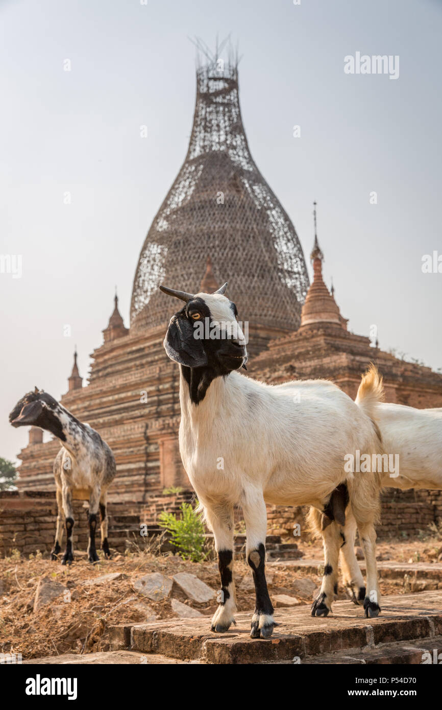 Les chèvres, broutent par une pagode à l'ancienne cité de Bagan en Birmanie Banque D'Images