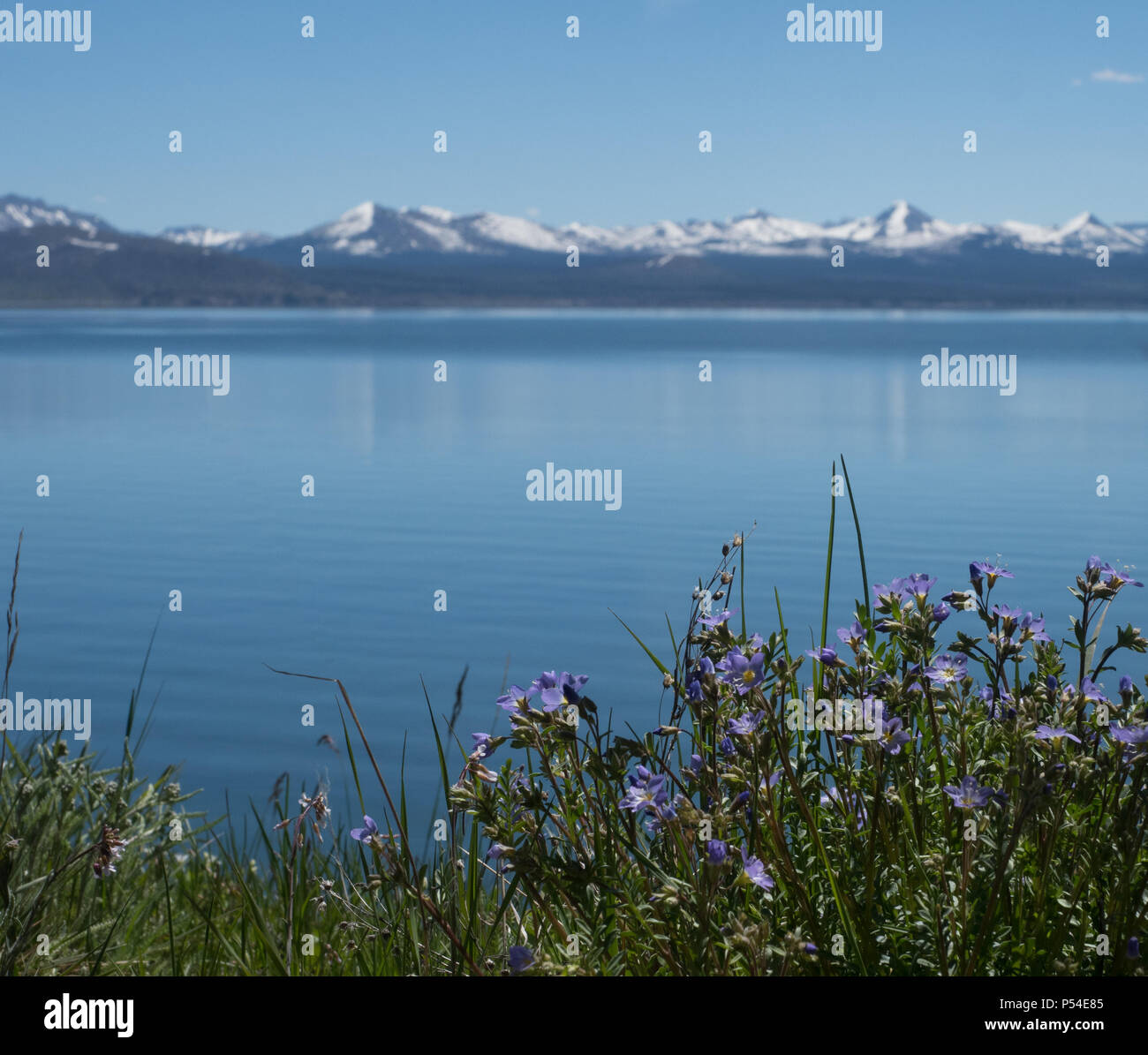 Le Lac Yellowstone avec pourpre fleurs sauvages en premier plan et des montagnes enneigées de la chaîne de montagnes Absaroka dans l'arrière-plan. Photographe Banque D'Images