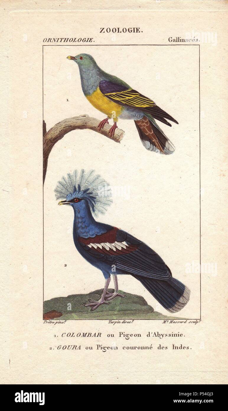 Bruce's green pigeon, Treron waalia, couronné et pigeon, Goura cristata (vulnérable). Gravure coloriée à crépi par Madame Massard à partir d'une illustration par Jean-Gabriel Pretre réalisé par Turpin de 'Dictionnaire du Jussieu des Sciences Naturelles,' Paris, Levrault, 1816-1830. La section ornithologique a été édité par Charles Morice. Pretre (17801845) était peintre d'histoire naturelle à l'Impératrice Joséphine's zoo et plus tard est devenu artiste pour le Musée d'Histoire Naturelle. Banque D'Images