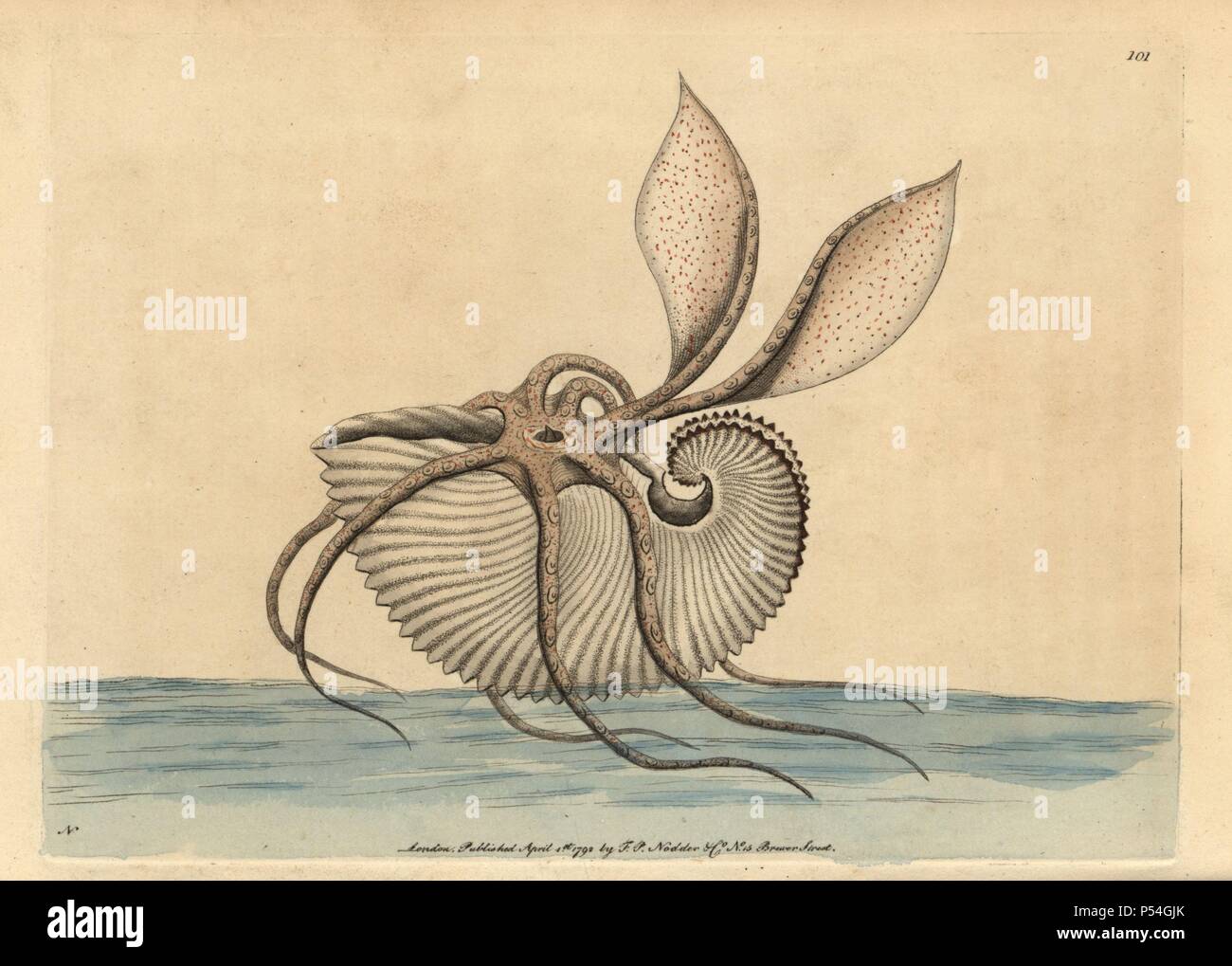 Argonaut plus Argonauto octopus, Argo. Illustration signée N (Frederick Nodder).. Coloriée à la gravure sur cuivre de George Shaw et Frederick Nodder's 'Le Naturalist's Miscellany' 1792.. Sciences Nodder Frederick (17511801 ?) était un artiste et graveur d'histoire naturelle. Nodder peaufine son travail de rédaction sur le capitaine Cook et Joseph Banks' Florilegium et gravure de Parkinson Sydney Australie croquis de plantes. Il a été fait "peintre botanique à Sa Majesté la Reine Charlotte' en 1785. Nodder a également appelé l'études botaniques dans Thomas Martyn's Flora Rustica (1792) et 38 (17 plaques Banque D'Images