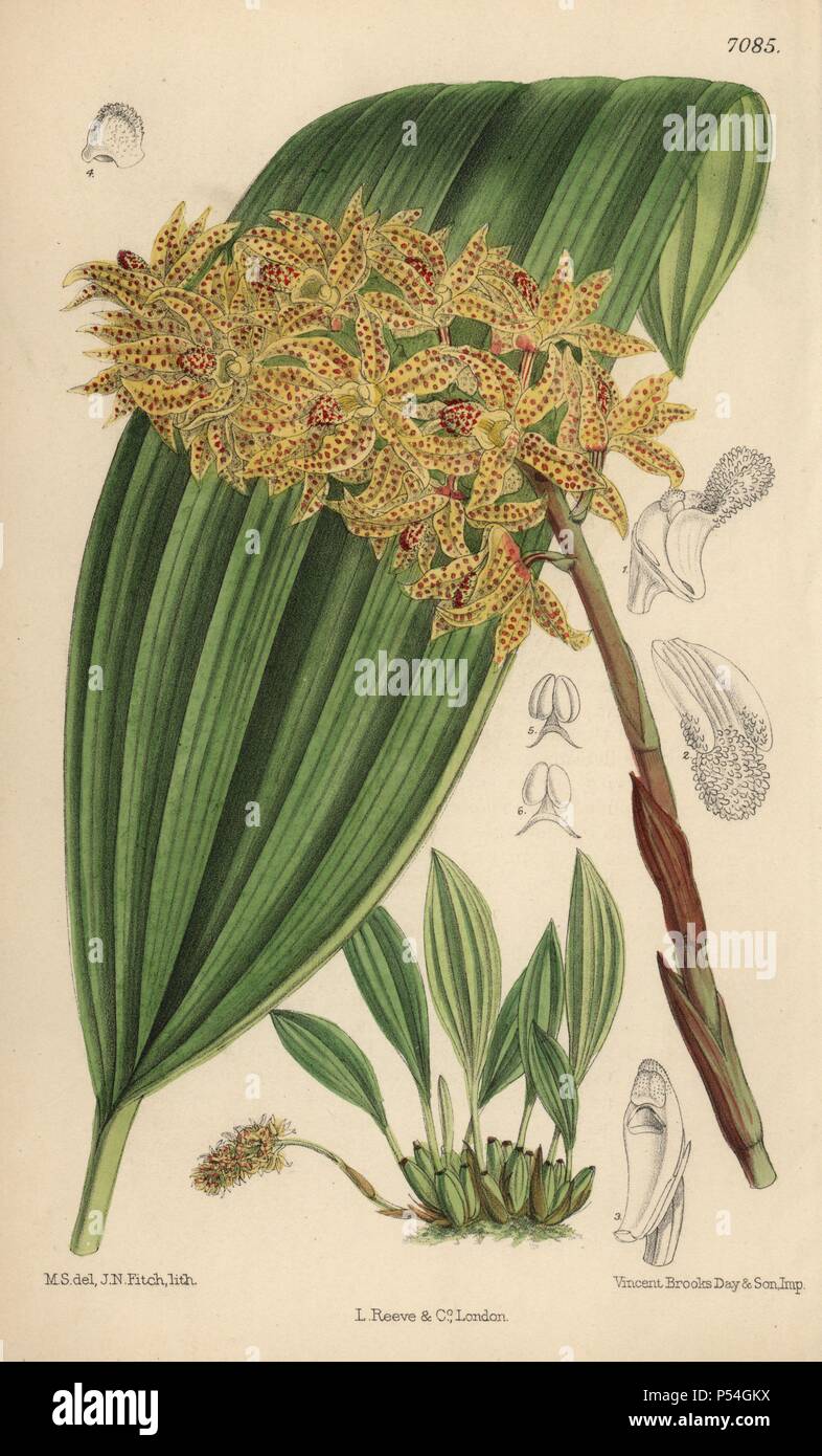 Leontoglossum Xylobium, spotted orchid indigènes de Nouvelle Grenade. La main, illustration botanique dessiné par Mathilde Smith et lithographiée par John Nugent Fitch de Joseph Dalton Hooker's 'Curtis's Botanical Magazine, 1889', L. Reeve & Co. un deuxième-cousin et élève de Sir Joseph Dalton Hooker, Matilda Smith (1854-1926) a été le principal artiste pour le Botanical Magazine de 1887 à 1920 et a contribué 2 300 illustrations. Banque D'Images