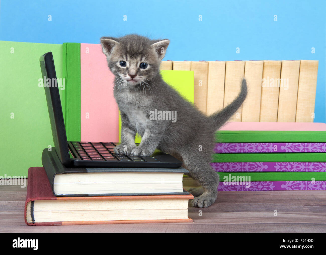 Un petit chaton gris et crème tabby debout avec pattes avant sur un ordinateur portable miniature à la recherche au spectateur. Livres empilés autour, plancher de bois, bleu Banque D'Images