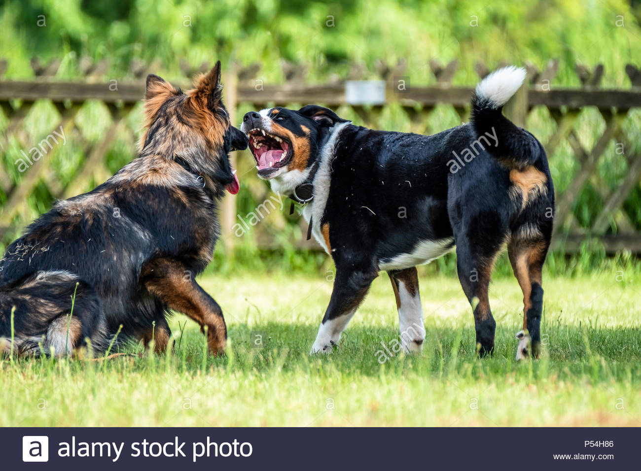 Combats De Chiens De Berger Allemand Avec Bouvier Bernois