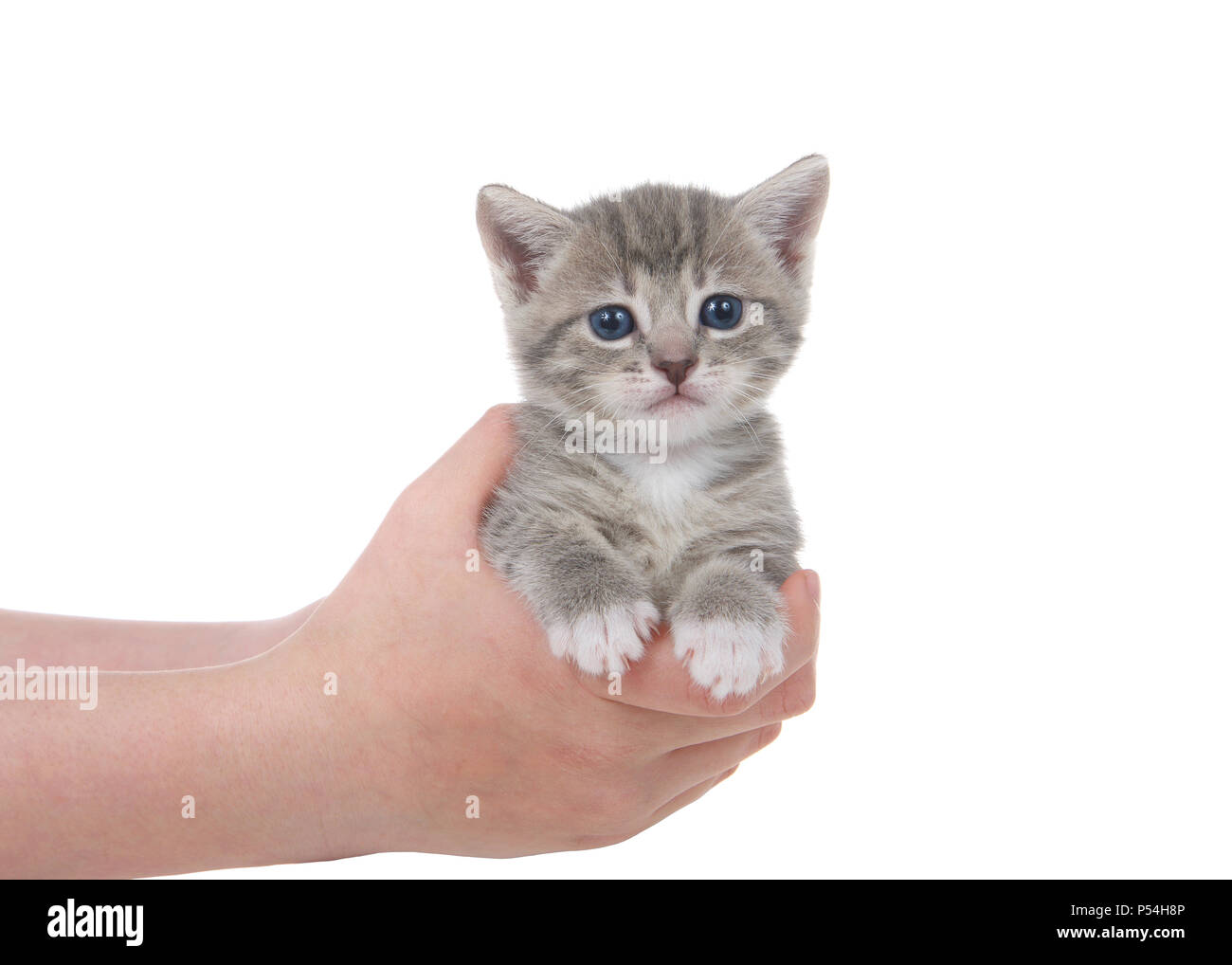 Jeune femme mains tenant un adorable petit gris et blanc tabby kitten dépouillé aux yeux bleus isolé sur fond blanc. Banque D'Images