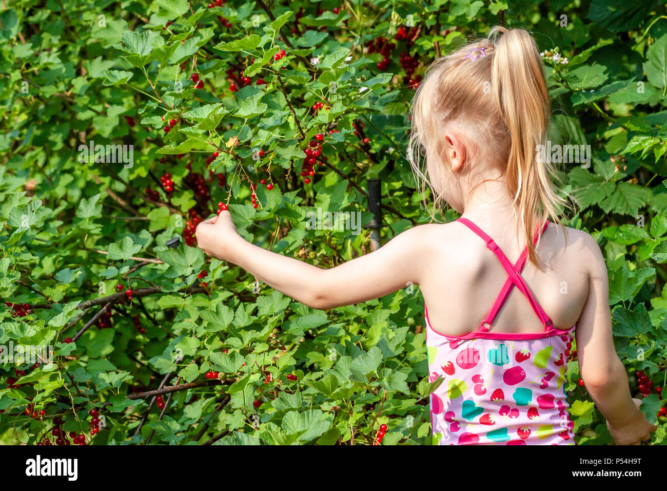 Little girl picking fruits mûrs de groseilles dans le jardin. Banque D'Images