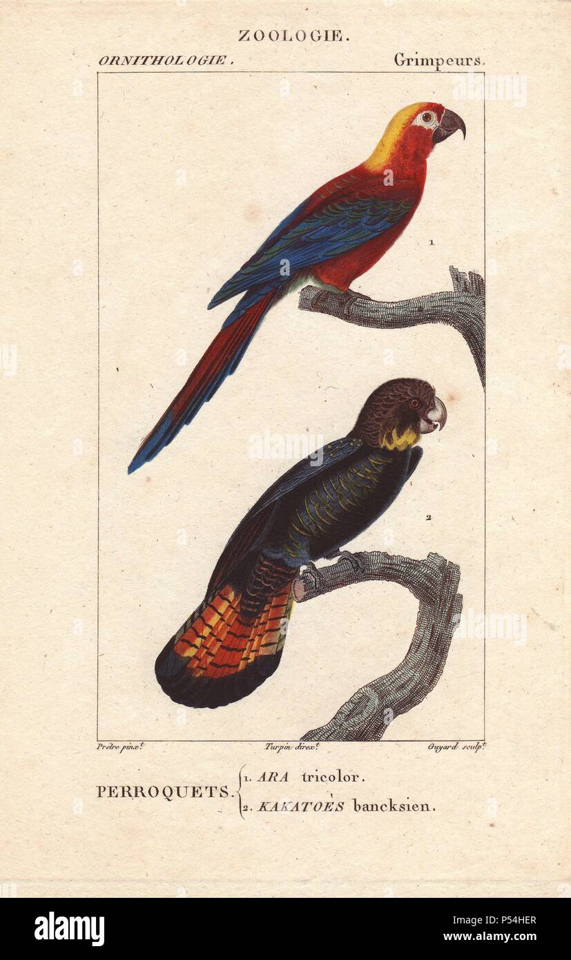 L'ara rouge cubaine, Ara tricolor, disparu, et red-tailed black cockatoo Calyptorhynchus banksii. Gravure coloriée par Guyard de crépi une illustration par Jean-Gabriel Pretre réalisé par Turpin de Jussieu's 'Dictionnaire des Sciences Naturelles,' Paris, Levrault, 1816-1830. La section ornithologique a été édité par Charles Morice. Pretre (17801845) était peintre d'histoire naturelle à l'Impératrice Joséphine's zoo et plus tard est devenu artiste pour le Musée d'Histoire Naturelle. Banque D'Images