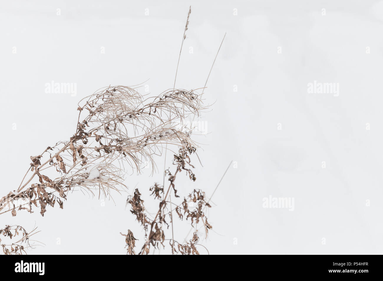 Plantes côtières sèches sur la neige blanche, le fond photo Banque D'Images