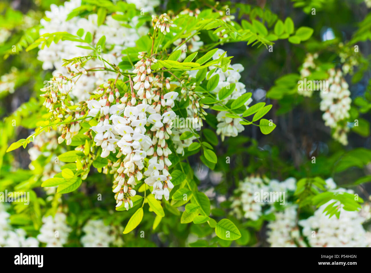 Robinia pseudoacacia, communément connu dans son territoire comme le robinier Banque D'Images