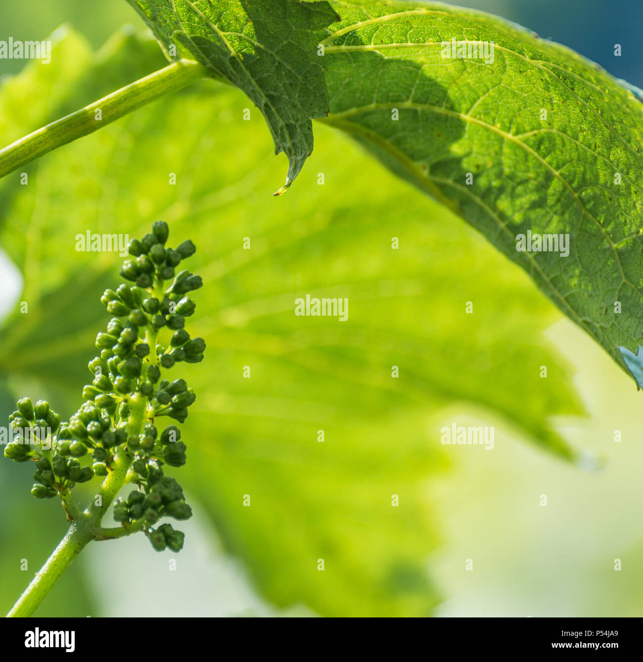 - Vitis vinifera. La floraison de la vigne. La floraison du raisin dans la vigne au printemps. Les feuilles et les sarments Banque D'Images