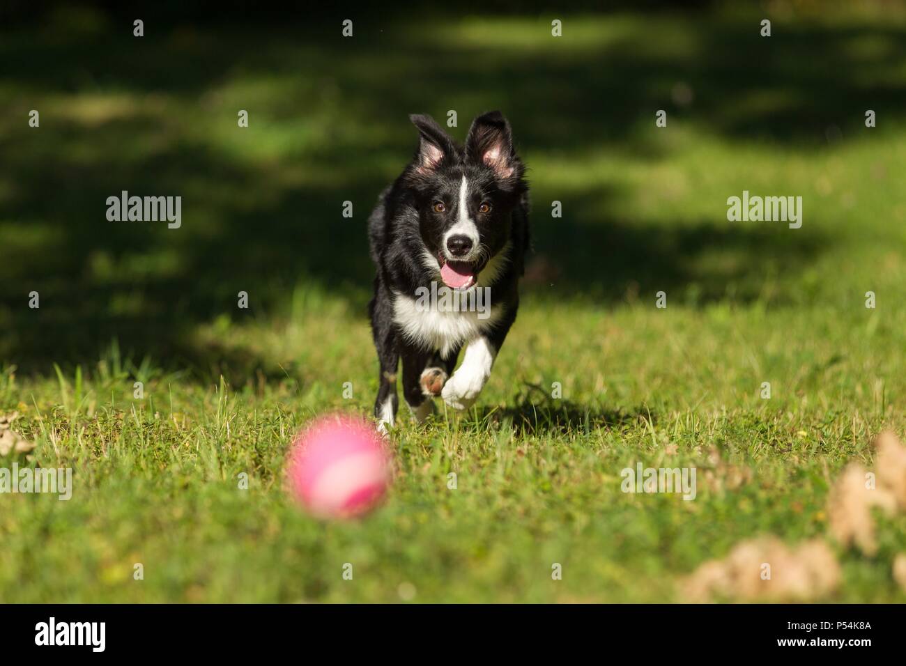 Jouer Border Collie Banque D'Images