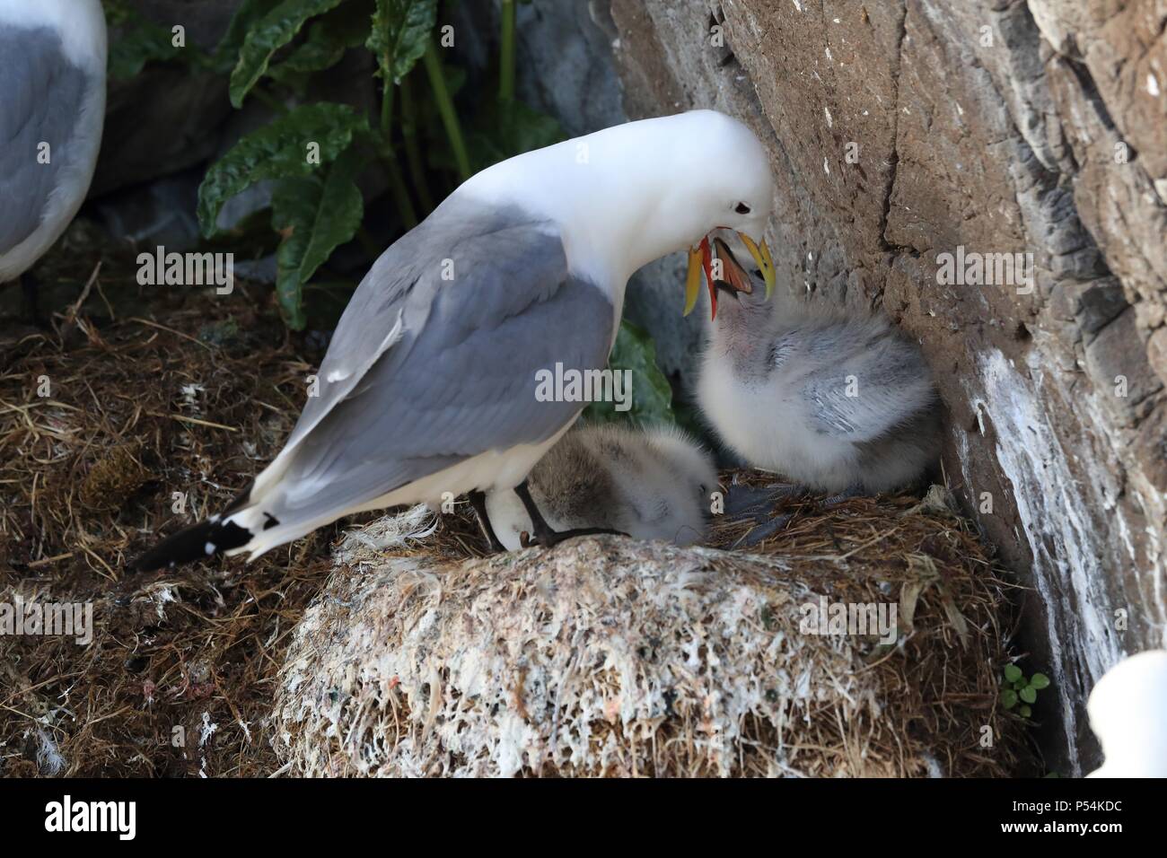 Les mouettes tridactyles Banque D'Images