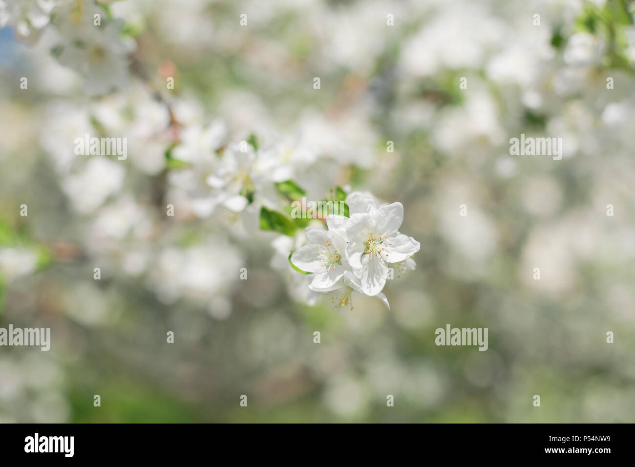 Branche de l'arbre d'Apple Blossoms, close-up Banque D'Images