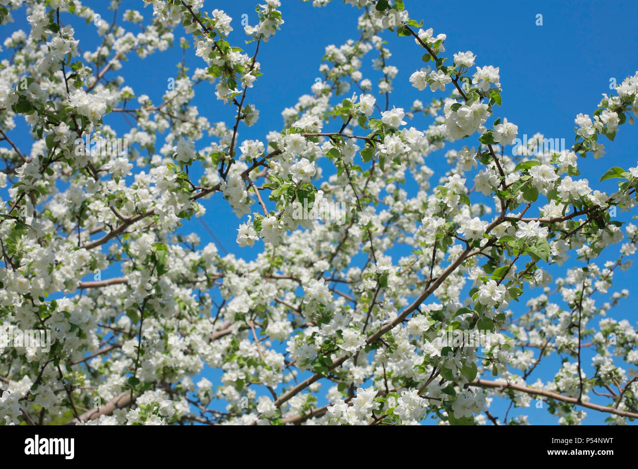 Branches de pommier fleurs contre le ciel bleu, close-up Banque D'Images